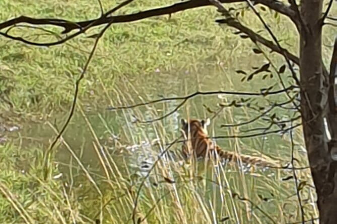 Jaipur Ranthambore Full Day Private Tour - Authentic Experiences and Practical Details