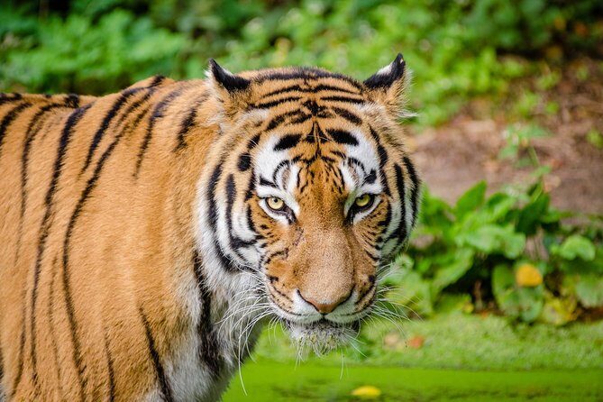 Jaipur Ranthambore Same Day Tour (Ask us on Email before booking) - An In-Depth Look at the Jaipur to Ranthambore Tour