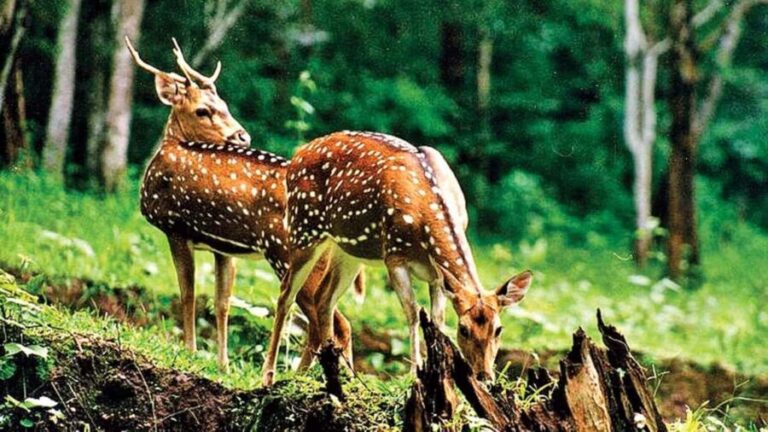Jaipur: Sariska Safari with Abhaneri Stepwell Stop with meal - What Makes This Tour Valuable