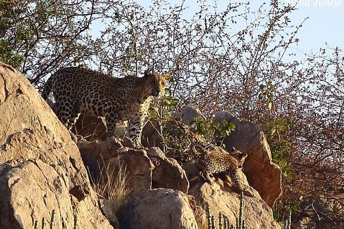 Jaipur to Jhalana Leopard reserve Private Day Trip All Inclusive - The Value of the Tour