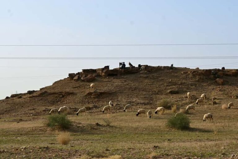 Jaisalmer: Thar Desert Sunset Camel Ride with Dinner & Show - The Overall Value