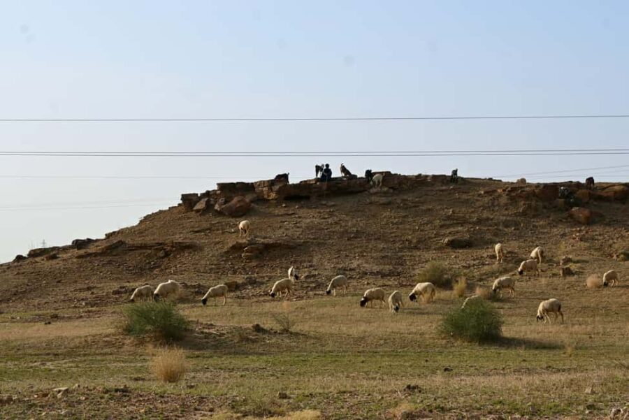 Jaisalmer: Thar Desert Sunset Camel Ride with Dinner & Show - The Overall Value