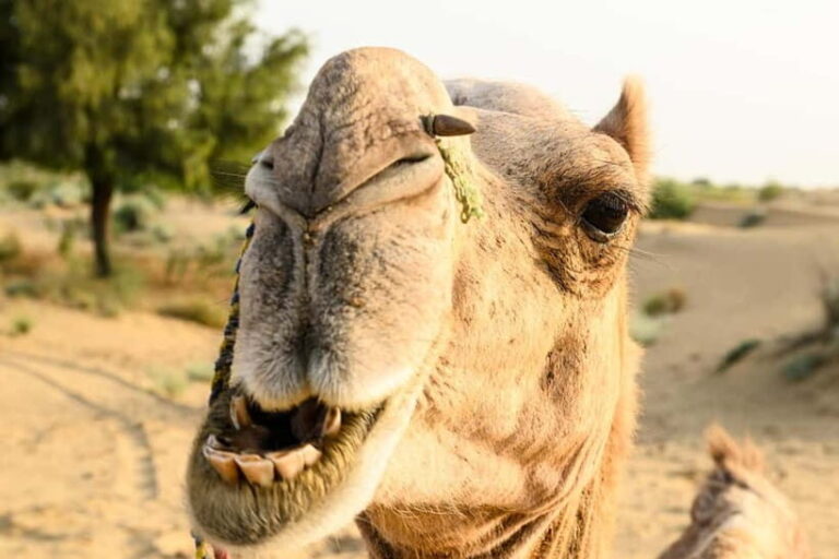 Jaisalmer: Village Tour with Camel Ride and Farm Experience - FAQ