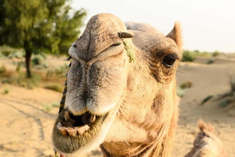 Jaisalmer: Village Tour with Camel Ride and Farm Experience - FAQ