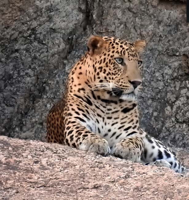 Jawai: Leopard Safari and Wildlife Experience - What Makes the Jawai Safari Special?