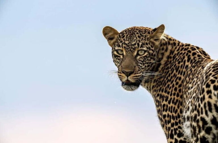Jawai Leopard Wildlife Safari Private Tour In a 4x4 Jeep - Why Choose Jawai for Leopard Viewing?