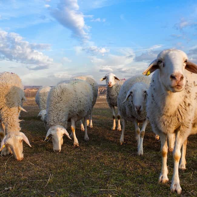 Jeddah: Quad Bike Ride, Bedouin Herd, and Desert Farm Tour - What’s Included and What to Prepare