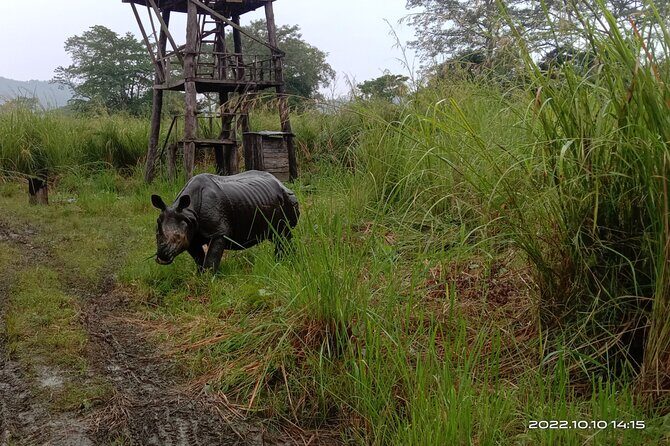 Jeep safari (4-5 hrs., Sharing) inside Chitwan National Park. - A Close Look at the Chitwan Jeep Safari