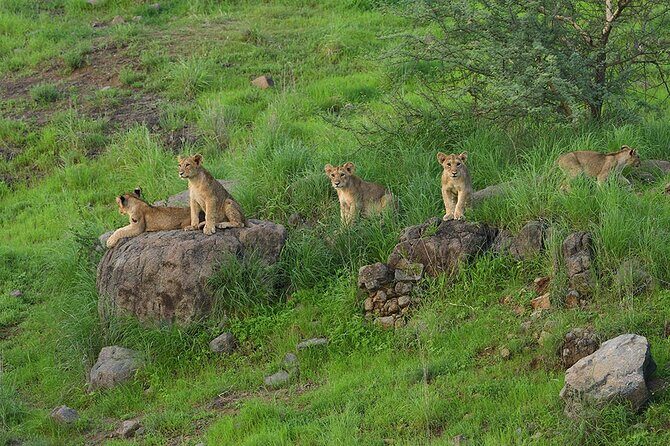 Jeep Safari: A Skip the line access to Devalia Safari Park India - Final Thoughts