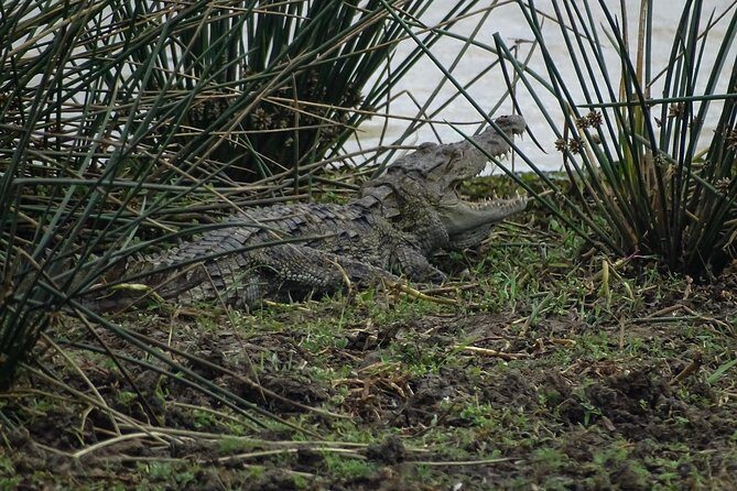 Jeep Safari at Kumana National Park - The Wildlife: What You Might See