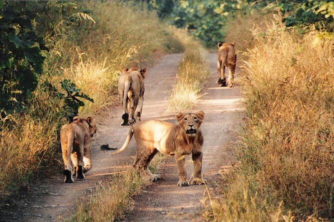 Jeep Safari - Gir National Park, Gujarat, India - The Realities of Booking and Reviews