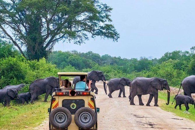 Jeep Safari to Yala National Park With an Expert Of Wild Life - Authentic Experiences and What Travelers Say
