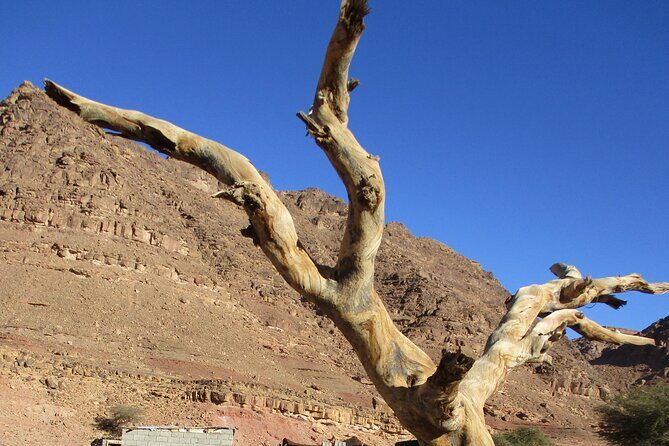 Jeep Tours through the Sinai Desert - Who Will Love This Tour?