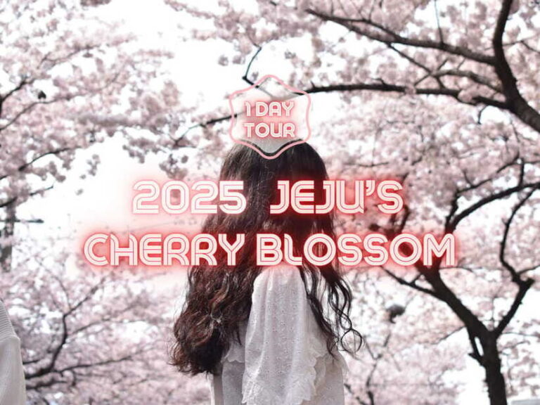 Jeju East: Cherry Blossom Early Bird Tour with Hotel Pickup - Cherry Blossom Streets: Jeonnong-ro and Noksan-ro