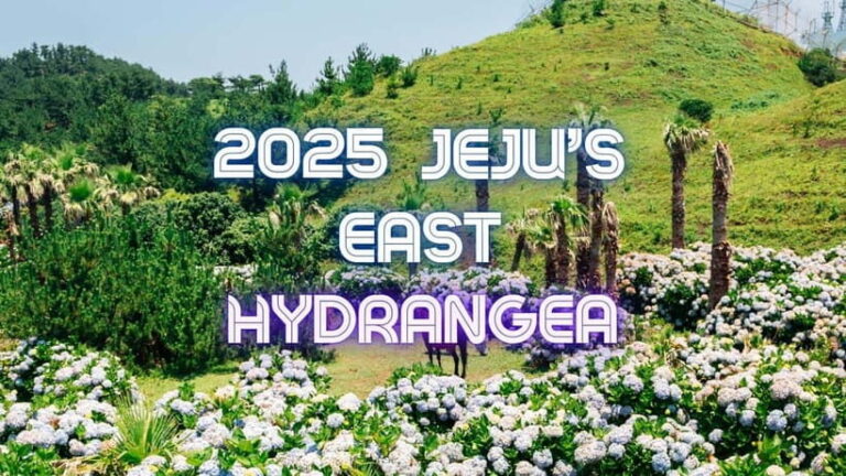 Jeju Hydragea Festival Tour : EAST Route - Exploring Jejus East Route: A Day in Natural and Cultural Wonder