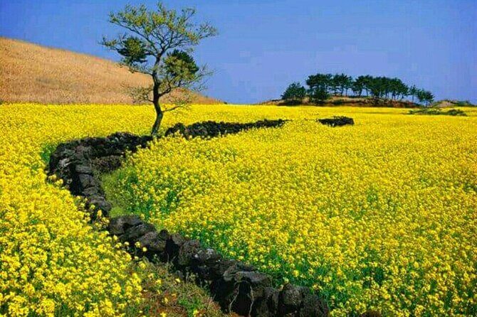 Jeju Island Bus Tour Or Taxi Tour in the East of Jeju island - Exploring the Itinerary in Detail