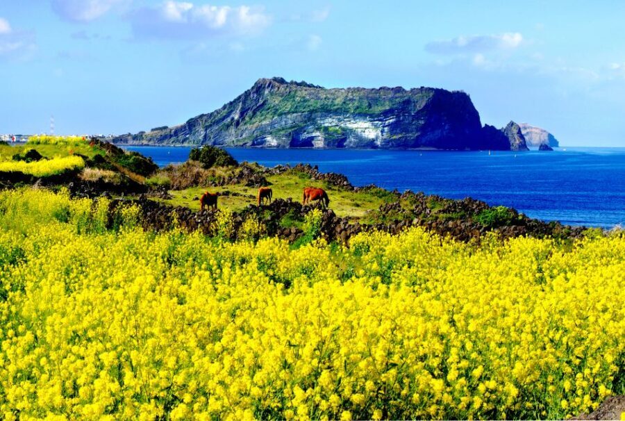 Jeju Island: Customized Private Full-Day Van Tour - What You Can Expect