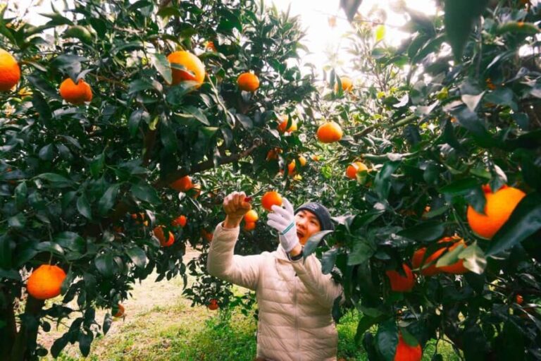 Jeju: Small Group Tour w/Pink Muhly & Tangerine Picking - Authentic Feedback from Travelers