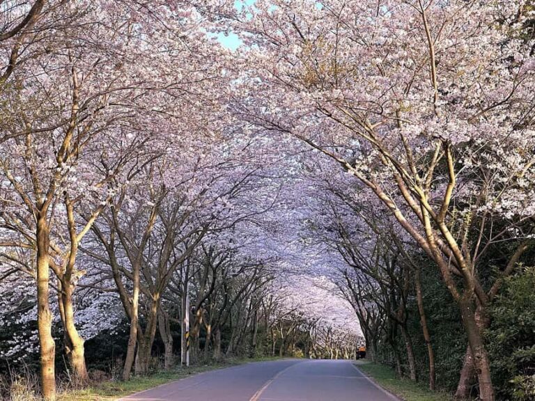 Jeju West Small Group Tour Cherry Blossom Strawberry Picking - The Value of This Tour