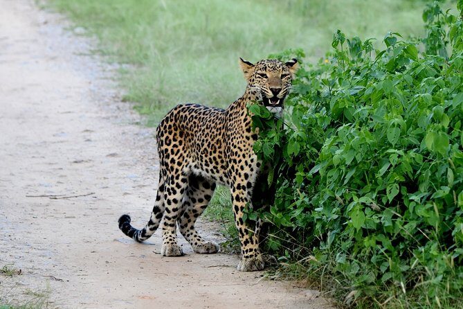 Jhalana Panther Safari Park Tour in Jaipur - Transport and Timing: What to Expect
