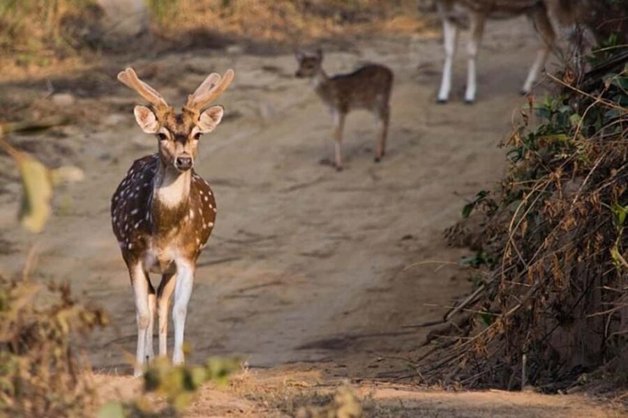 Jim Corbett: 3-Day Safari Tour by Flight from Mumbai - The Itinerary: What to Expect Day-by-Day