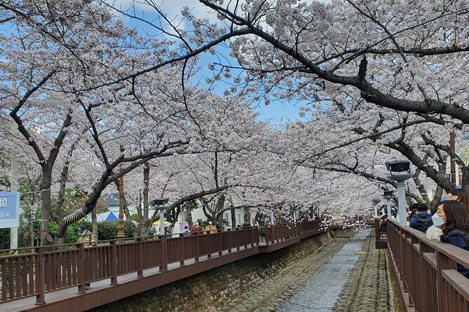 Jinhae Cherry Blossom Day trip from Busan - A Spring Adventure! - What’s Included & Not Included