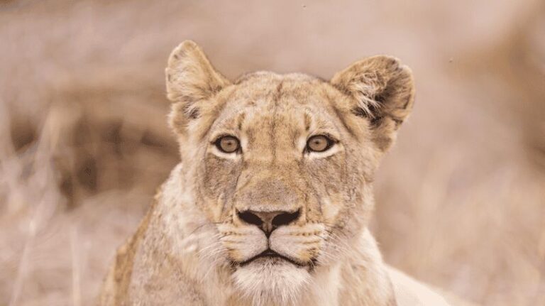 Johannesburg: 3-Day Kruger National Park and Panorama Route - Practical Details & What to Bring