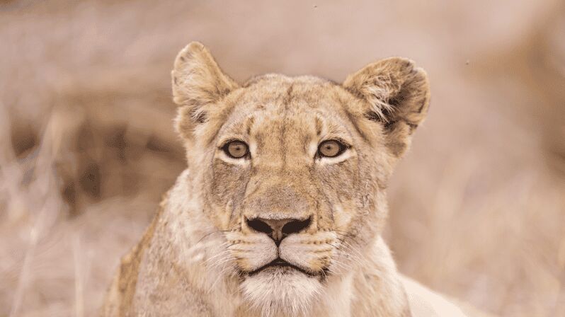Johannesburg: 3-Day Kruger National Park and Panorama Route - Practical Details & What to Bring