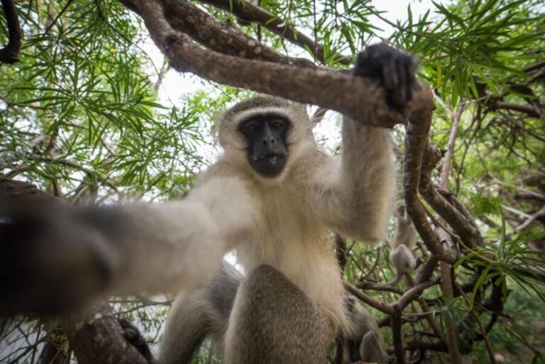Johannesburg: 4-Day Classic Kruger National Park Safari - What’s Included & What’s Not