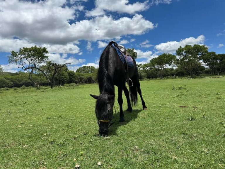Johannesburg: Elephant, Horse Riding, and Lion Safari Tour - Final Thoughts