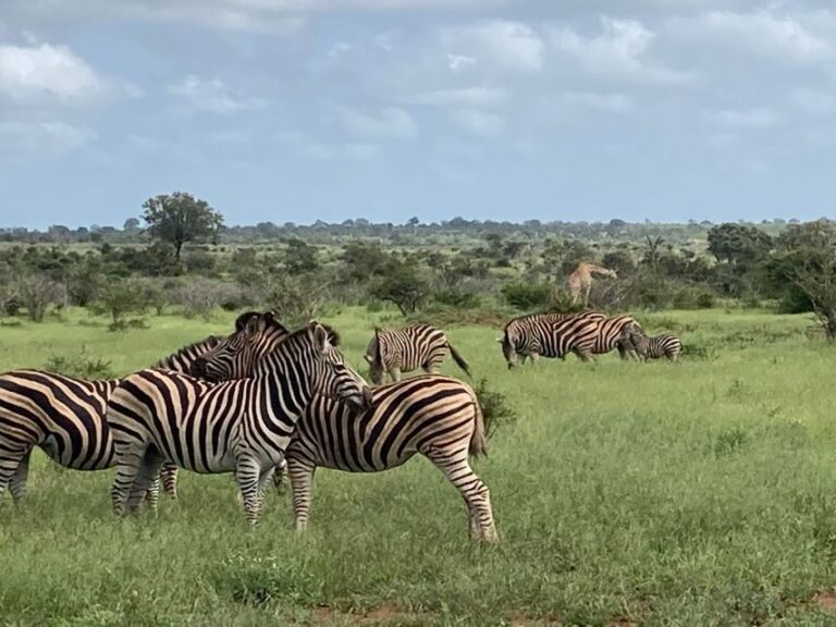 Johannesburg: Guided Walk with Lions in the African Bush - The Value of the Experience