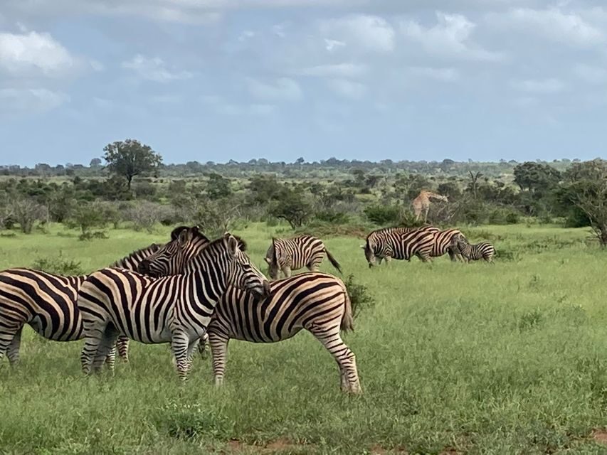Johannesburg: Guided Walk with Lions in the African Bush - The Value of the Experience