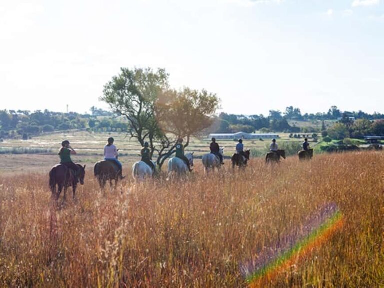 Johannesburg Horse Riding: Return Tranfer Included Lanseria - The Experience’s Strengths and Considerations