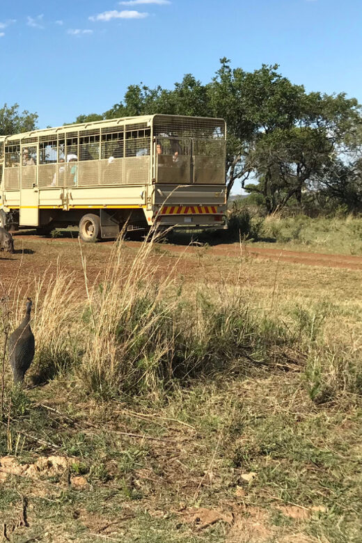 Johannesburg: Lion and Safari Park Guided Tour - Detailed Breakdown of the Tour