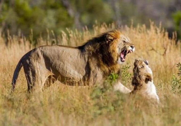 Johannesburg: Lion and Safari Park tour. Pick up Privately - Why This Tour Is a Good Choice