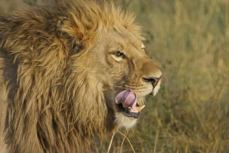 Johannesburg Lion Park and Lesedi Cultural Village - Who Will Love This Tour?