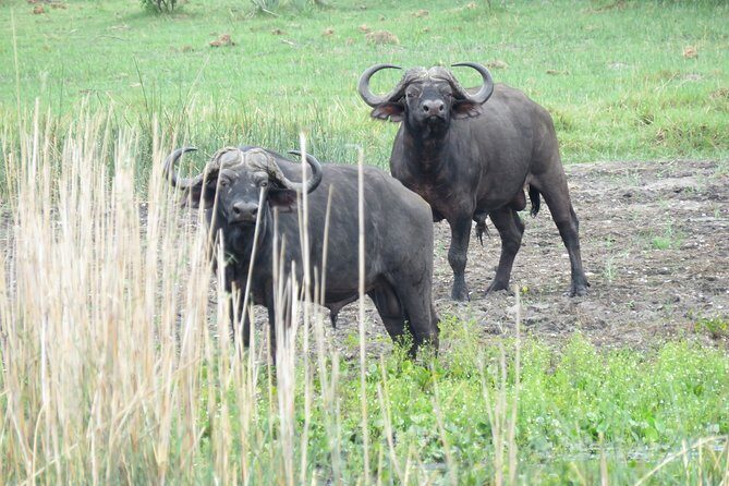 Johannesburg or Gaborone to Maun: 5 Day Rhinos, Diamonds & Okavango Delta Tour