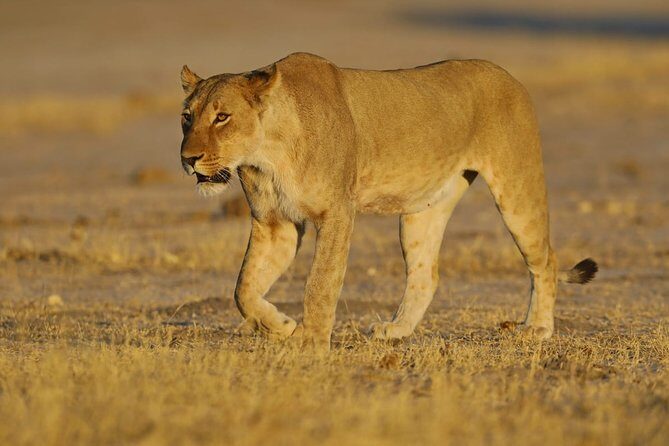 Johannesburg or Gaborone to Victoria Falls 10 Day ACROSS BOTSWANA SmallGroupTour