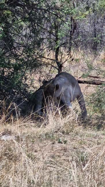 Johannesburg: Pilanesberg Nature Reserve Overnight Safari - The Itinerary in Detail: What to Expect