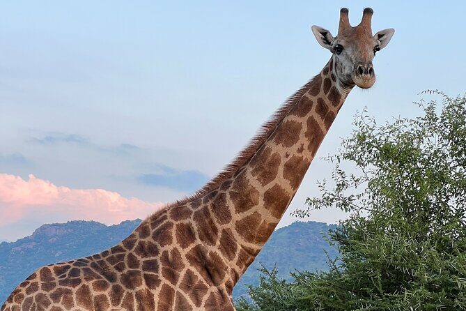 Johannesburg: Private Pilanesberg Park Game Drive Full Day Tour - What Makes This Tour Worth Considering?