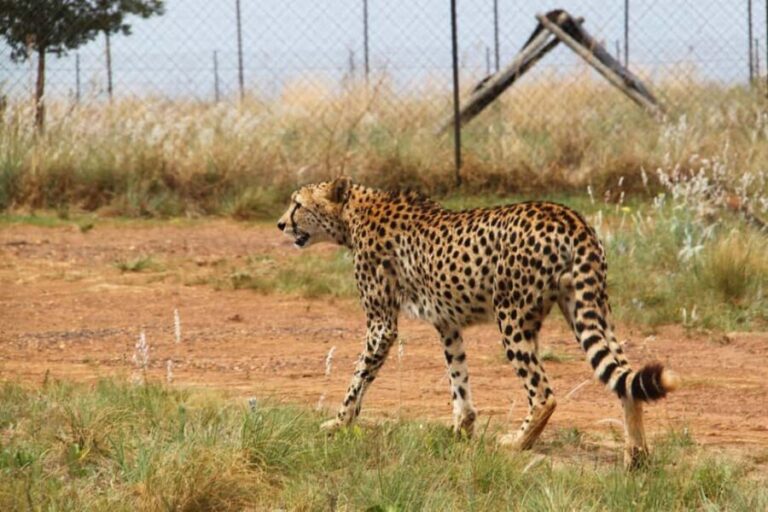 Johannesburg: Rhino and Lion Nature Reserve Safari - Who Would Love This Tour?