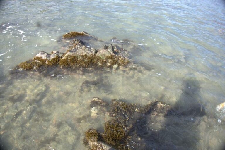 Johor: Desaru Beach Life and Tidepool Discovery - Exploring the Marine Life and Natural Pools