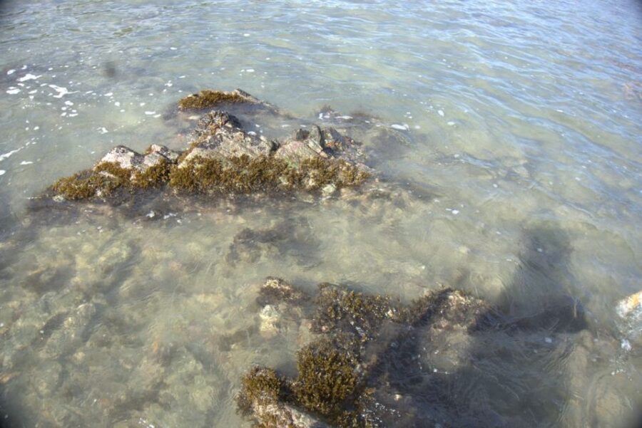 Johor: Desaru Beach Life and Tidepool Discovery - Exploring the Marine Life and Natural Pools