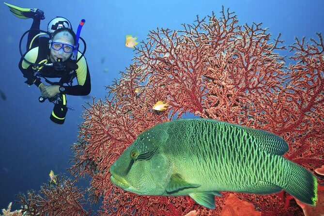Join our Daily Diving Trip with 2 dives Transfer & Lunch-Hurghada - Practical Details and Tips