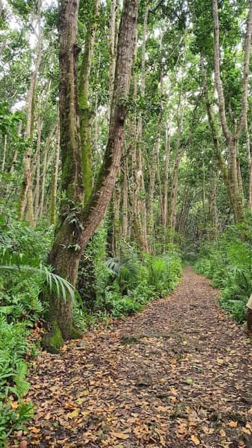 Jozani Forest and The rock restaurant blue lagoon - What’s Included and What to Consider