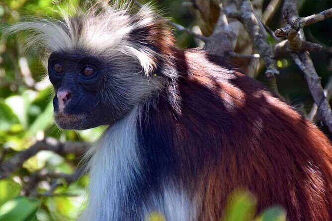 Jozani Forest Kuza Cave The Rock Restaurant and Paje Beach - Why This Tour Is Worth Considering