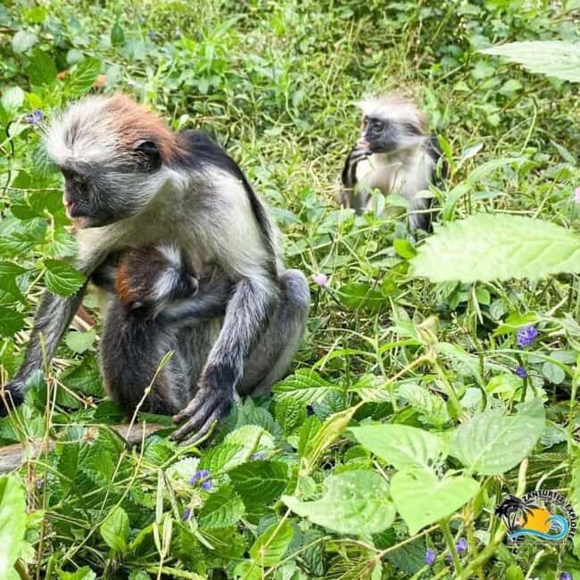 JOZANI FOREST , SEA TORTOISE SANCTUARY & THE ROCK RESTAURANT - Who Will Enjoy This Tour?