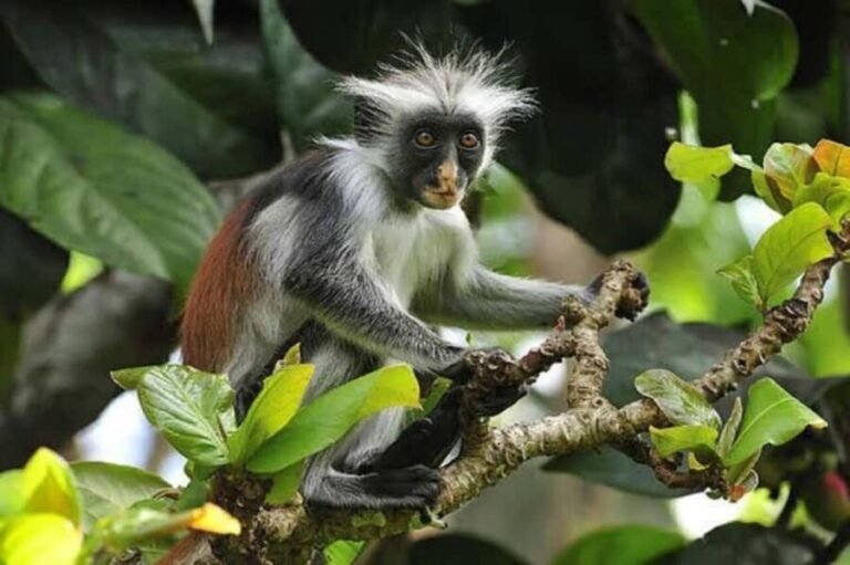 Jozani forest, spice farm and stone town with night market. - The Aromatic World of Zanzibar’s Spice Farm