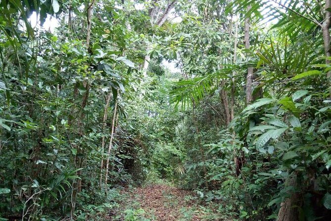 Jozani Forest Tour - Final Thoughts: Is the Jozani Forest Tour Worth It?