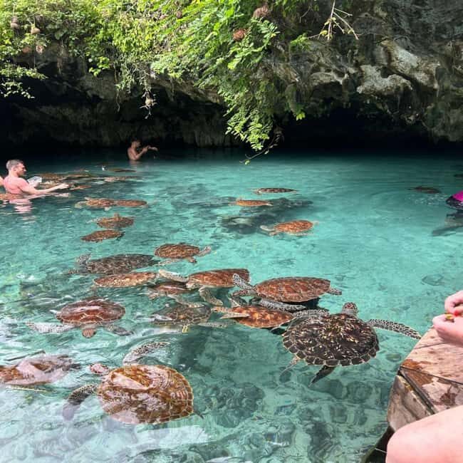 Jozani Forest & Turquoise Waters Turtle Swim at Salaam Cave - Who Is This Tour For?